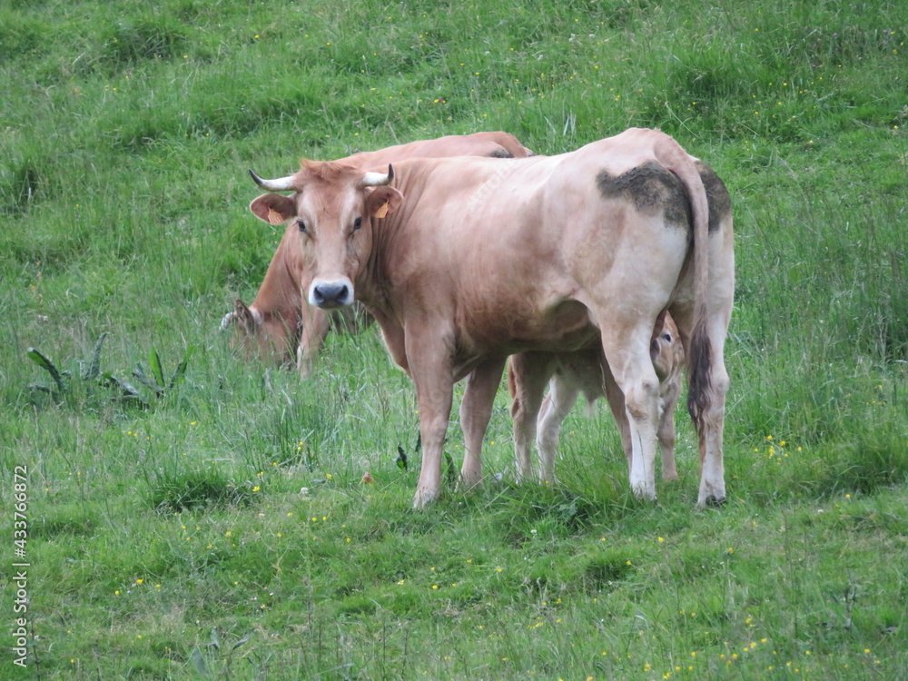 animal cows farm milk meat grass curious myron meek animal cows farm milk meat grass curious myron meek