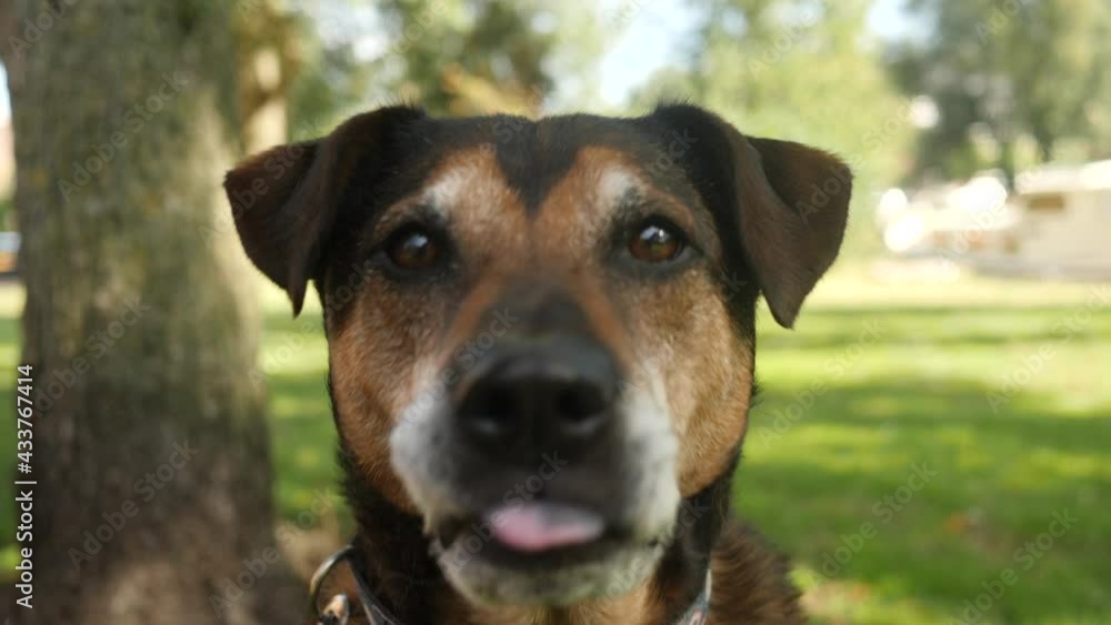 Excited dog can hardly contain himself while staring into camera. Excited dog can hardly contain himself while staring into camera.