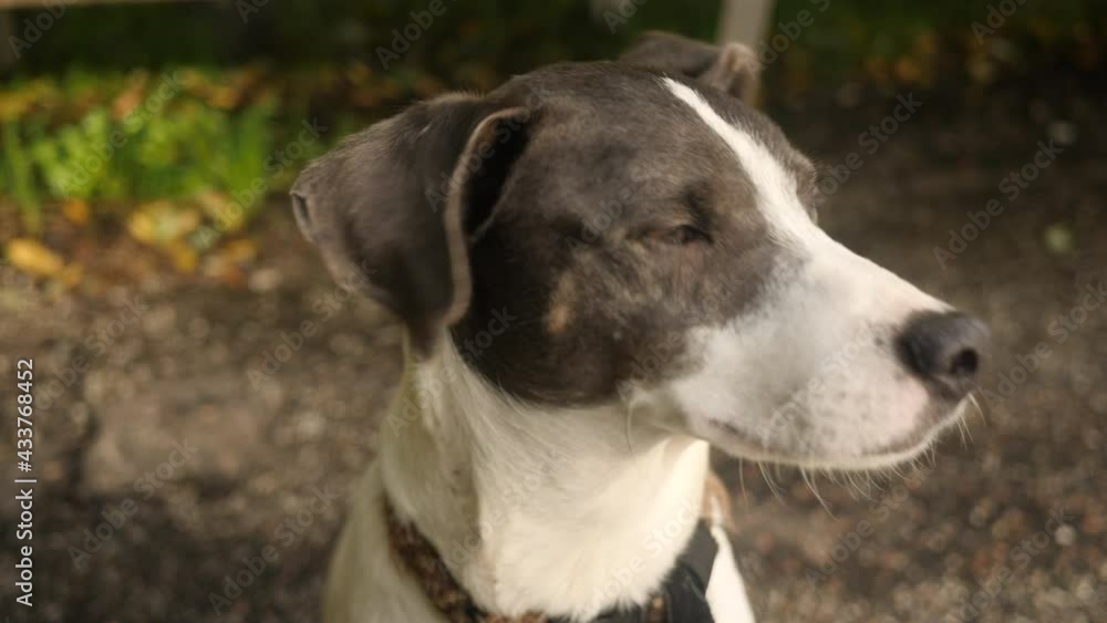 Friendly dog looking at camera. Close face. Friendly dog looking at camera. Close face.