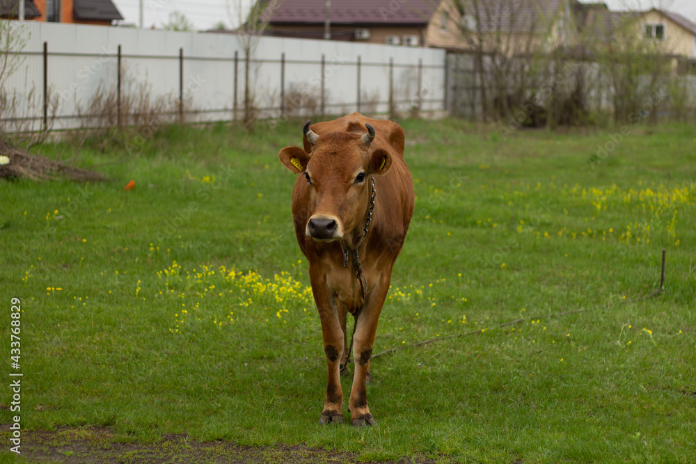 Fototapeta premium cows in the field