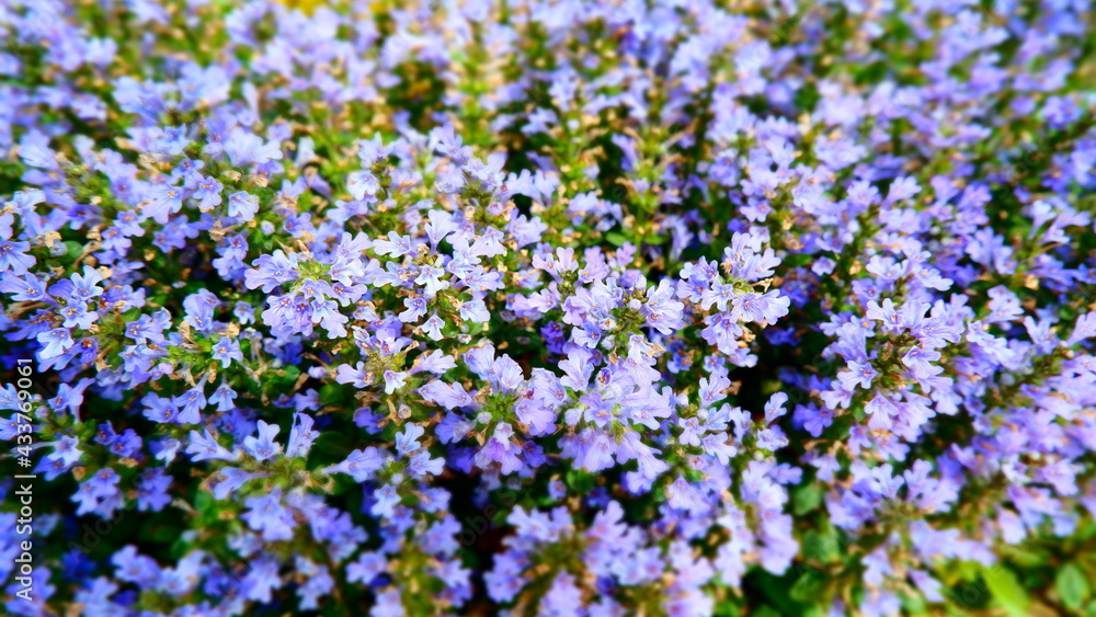 Naklejka premium 商用で使える花の写真