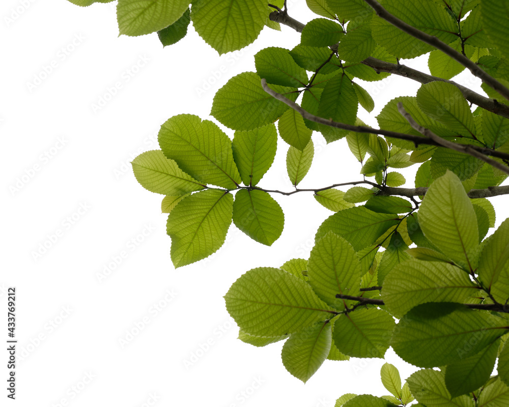 Green tree branch isolated on white background , nature background Green tree branch isolated on white background , nature background