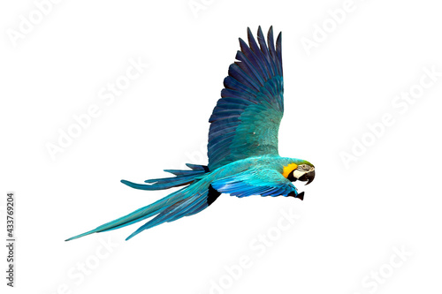 Macaw parrot fly in dark green vegetation. Scarlet Macaw, Ara macao, in tropical forest. On a white background	
