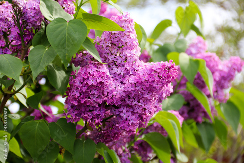 Tableau sur toile Beautiful lilac flowers
