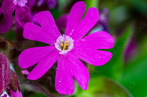 Macro shot of pink spring flower.