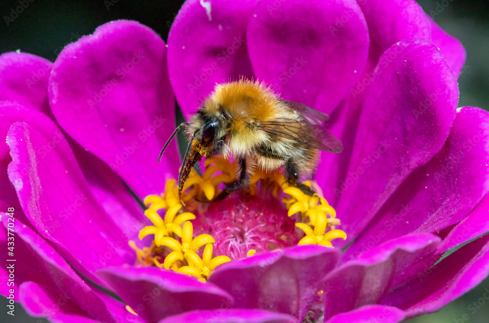 A bumble-bee collecting pollen in a violet flower. A humble-bee working on a garden flower. A bumble-bee collecting pollen in a violet flower. A humble-bee working on a garden flower.