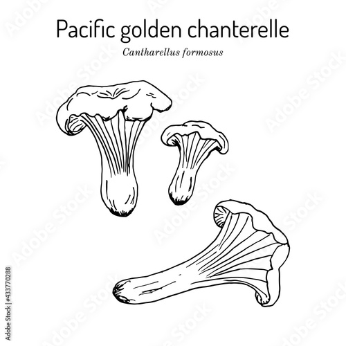 Pacific golden chanterelle cantharellus formosus , official state mushroom of Oregon