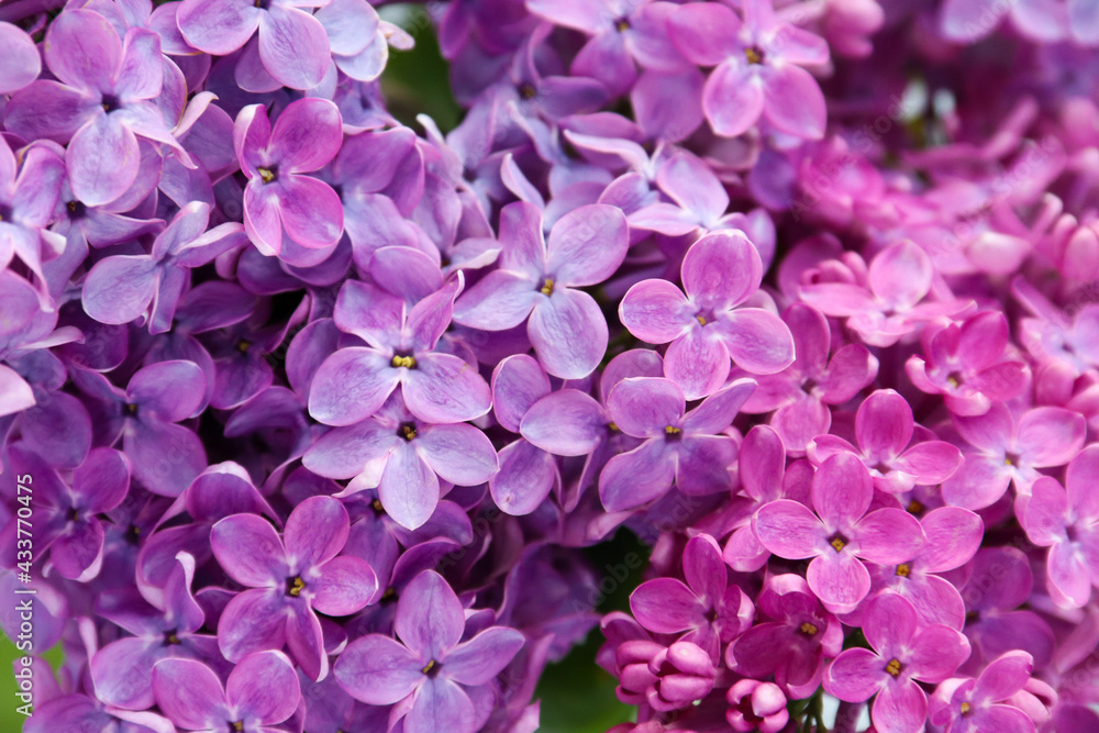Beautiful lilac flowers. Spring blossom. Blooming lilac bush with tender tiny flower. Purple lilac flower on the bush. Summer time. Background Beautiful lilac flowers. Spring blossom. Blooming lilac bush with tender tiny flower. Purple lilac flower on the bush. Summer time. Background