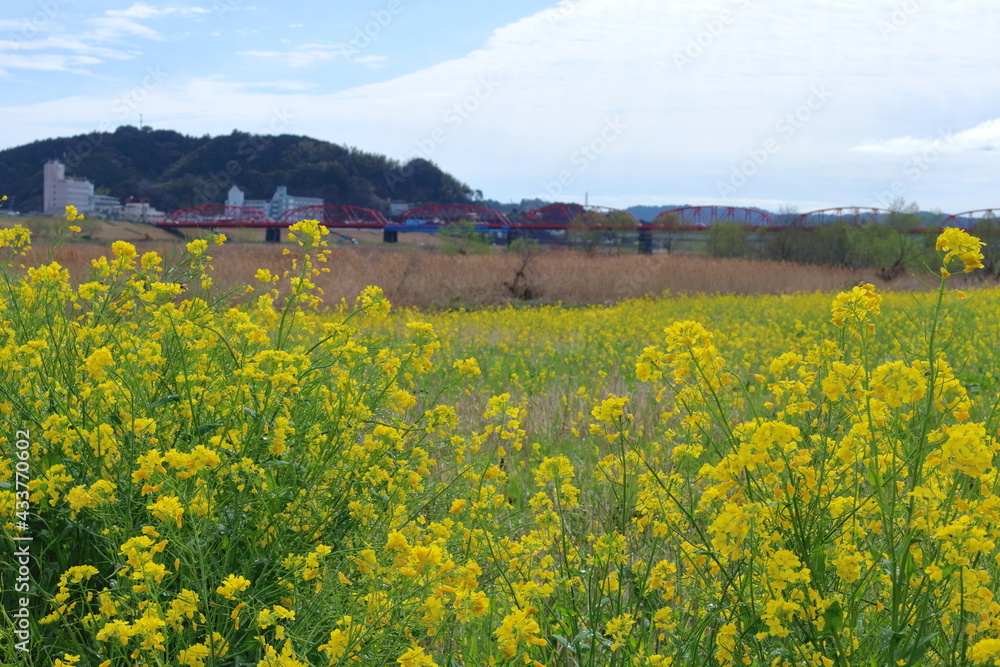 菜の花と赤鉄橋 雨上がり (高知県 四万十市) 菜の花と赤鉄橋 雨上がり (高知県 四万十市)