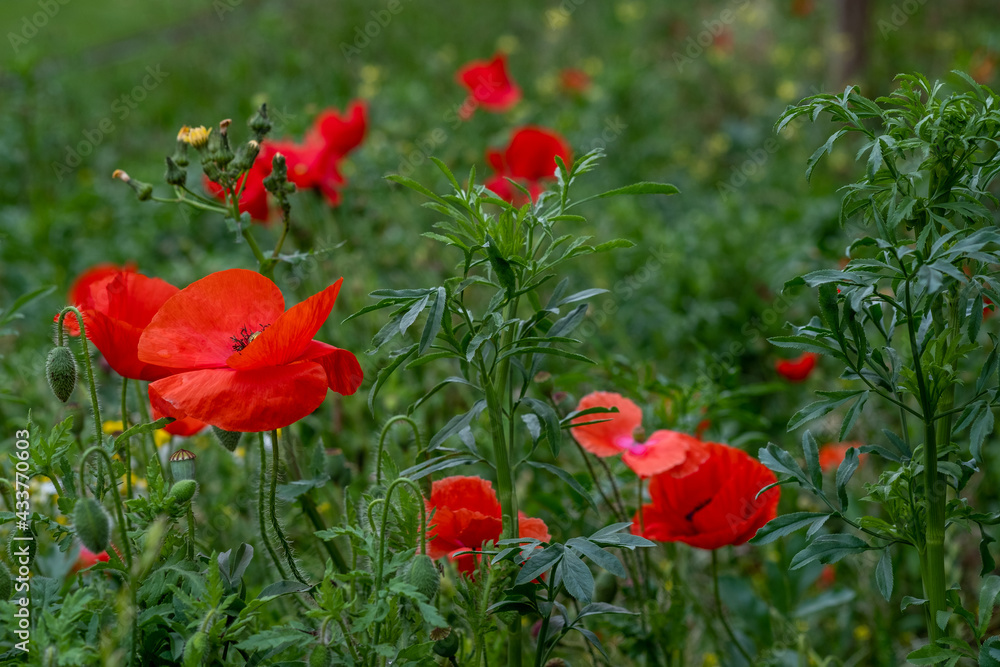 Détail de fleurs colorées à la belle saison