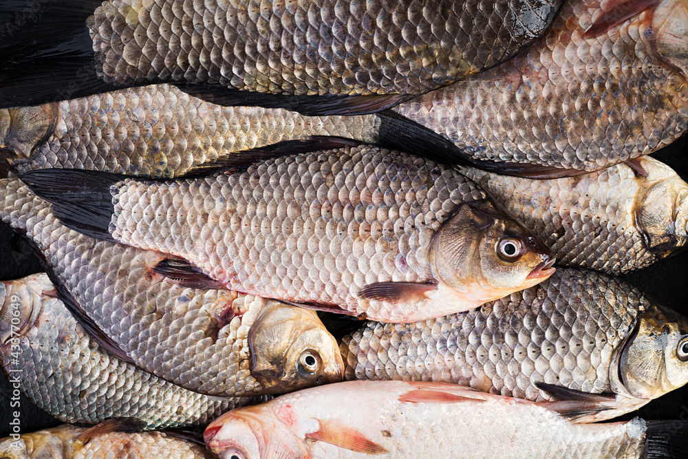 The raw crucians fish, live raw fish, crucian carp close-up. Top view, above, texture The raw crucians fish, live raw fish, crucian carp close-up. Top view, above, texture