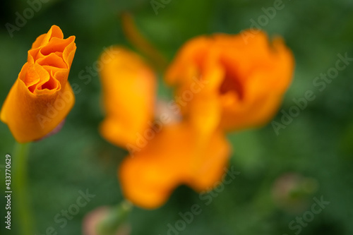 Détail de fleurs colorées à la belle saison photo