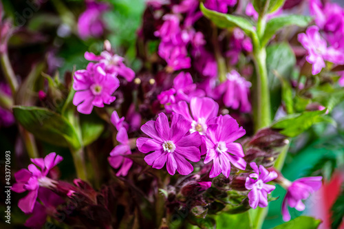 Spring flowers in the garden. Close up.