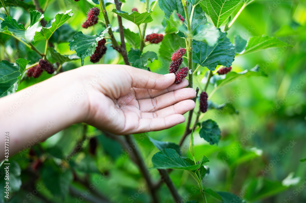 Fresh ripe mulberry berries On the female farmer's hand - fresh mulberry, black ripe mulberry and red ripe mulberry on the branches. Fresh ripe mulberry berries On the female farmer's hand - fresh mulberry, black ripe mulberry and red ripe mulberry on the branches.