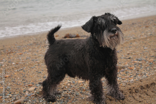 cute black miniature schnauzer, dog on sand background