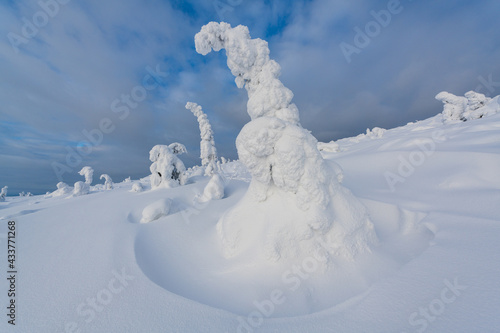 Winter forest, beautiful Finnish Lapland region.