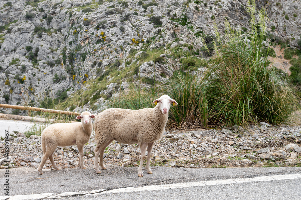 Die MA-2141 mit Krawattenknoten auf dem Weg nach Sa Calobra auf Mallorca Die MA-2141 mit Krawattenknoten auf dem Weg nach Sa Calobra auf Mallorca