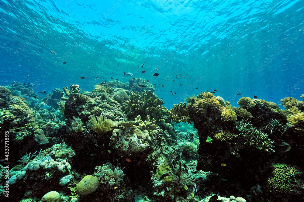 Fototapeta premium A picture of the coral reef