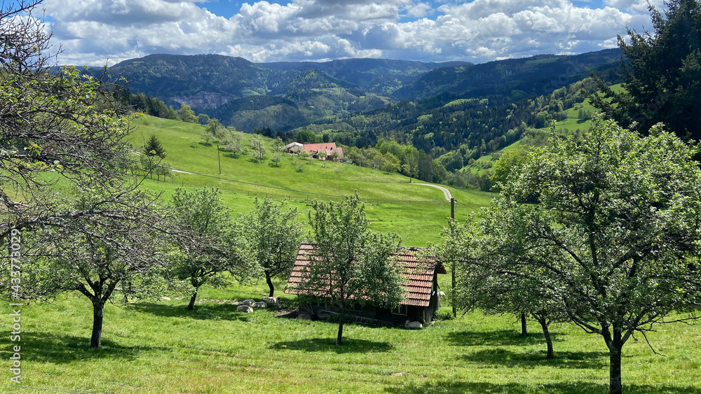 Wanderung im Schwarzwald