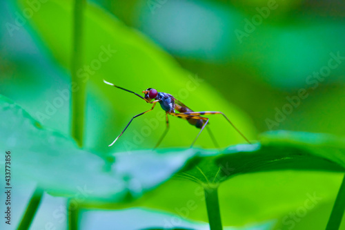 dragonfly on a green leaf © Anucha