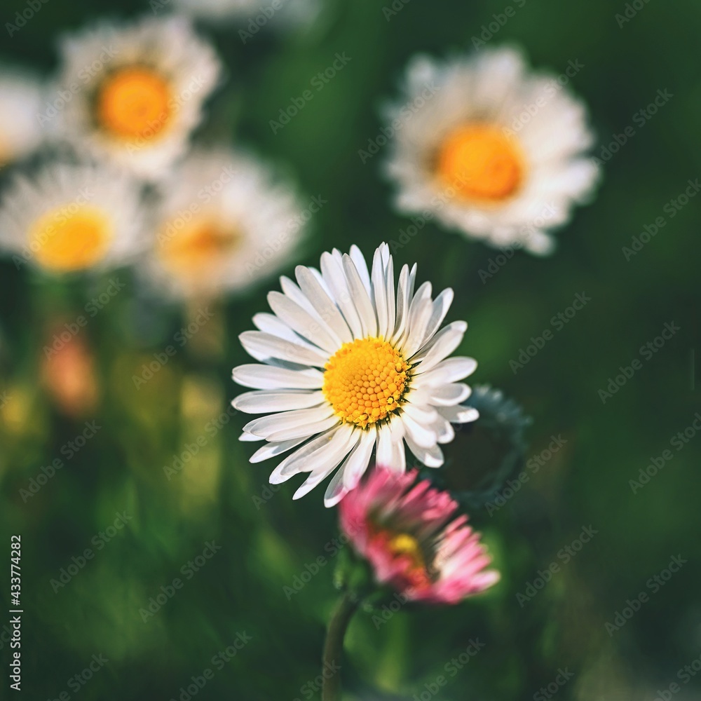 Obraz premium Spring flower - daisy. Macro shot of spring nature up close.