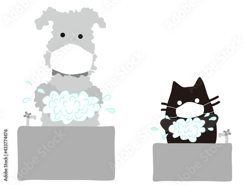 マスク姿の犬と猫、手を洗う　
a dog & a cat with surgical masks, washing hands.