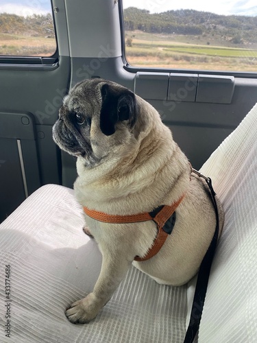 Fotografie Pug breed dog with security system to travel by car
