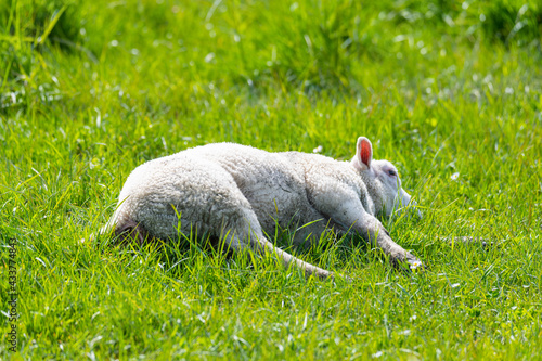 Sheep (Ovis) on a dike on the North Sea coast with bright  green grass photo