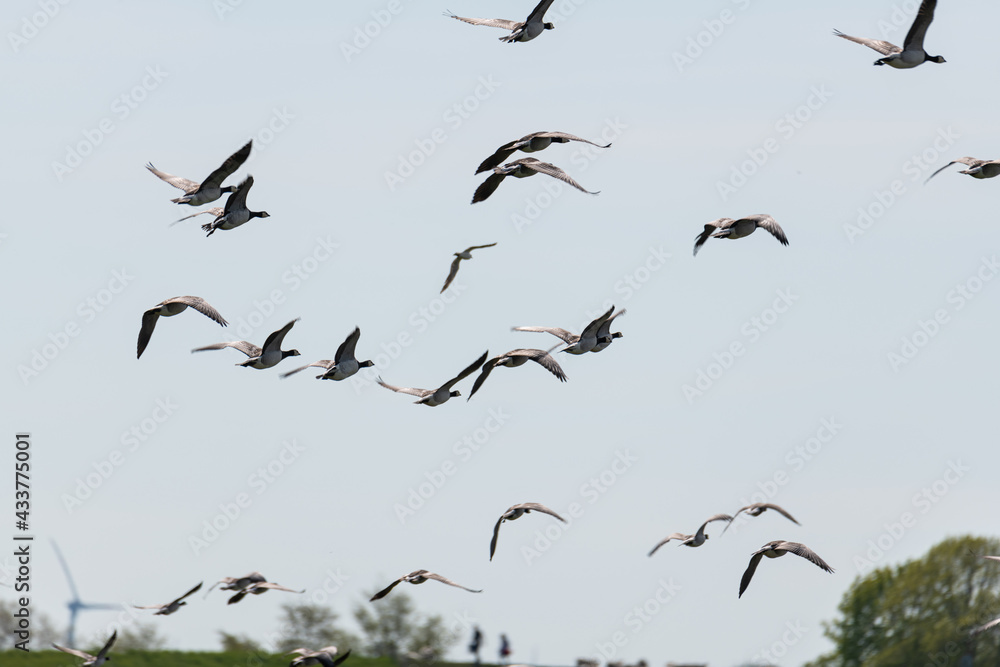 Fototapeta premium Canada goose (Branta canadensis) on the north German coast on a windy summer day