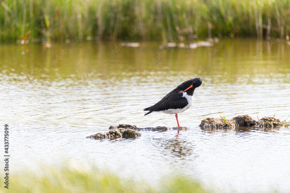 Fototapeta premium Oystercatcher (Haematopus ostralegus) at the North German Sea with fresh offspring.