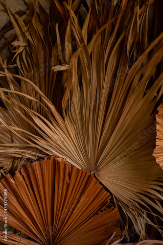 palm branches in the decor for house