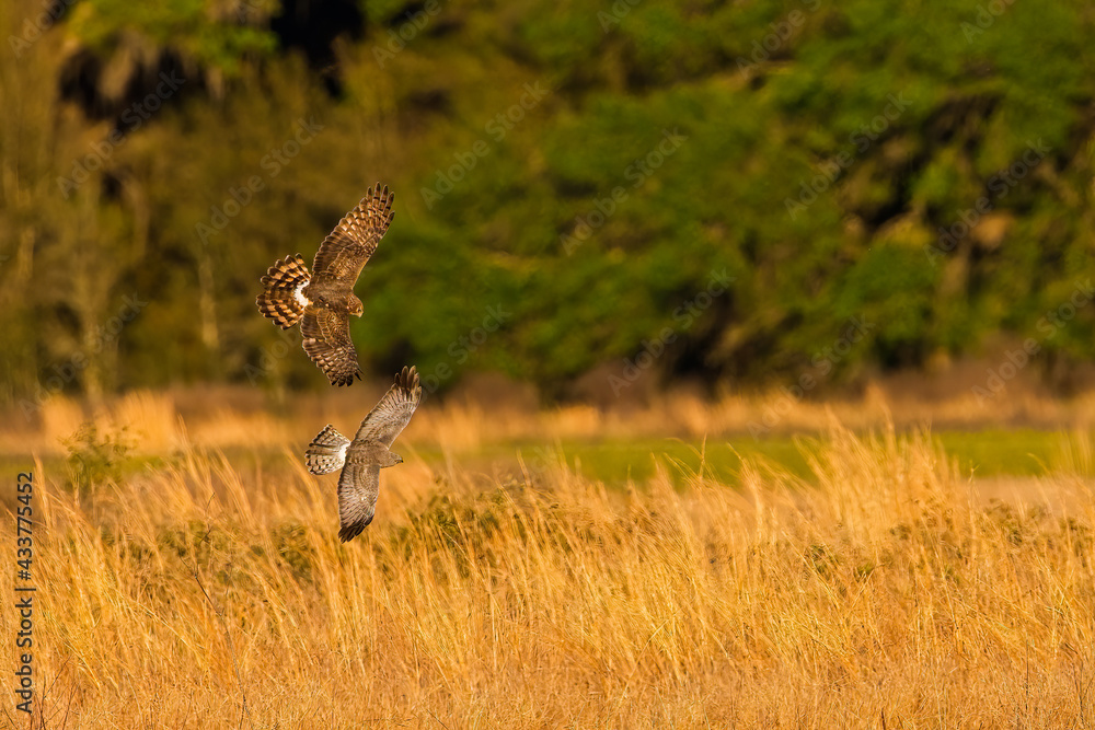 Grey Male and brown female Mating pair of Northern Harriers (Circus hudsonius) flying together over a meadow in Florida, male “grey ghost” evening yellow light - hunting prairie ritual Grey Male and brown female Mating pair of Northern Harriers (Circus hudsonius) flying together over a meadow in Florida, male “grey ghost” evening yellow light - hunting prairie ritual