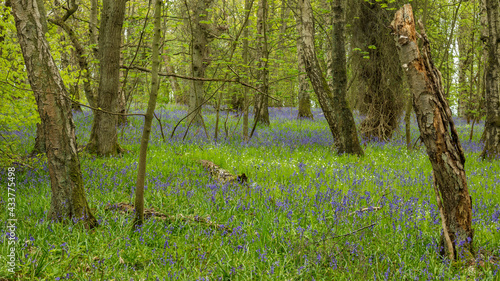 Fototapeta Naklejka Na Ścianę i Meble -  Woodland in spring with bluebell flowers on the ground.