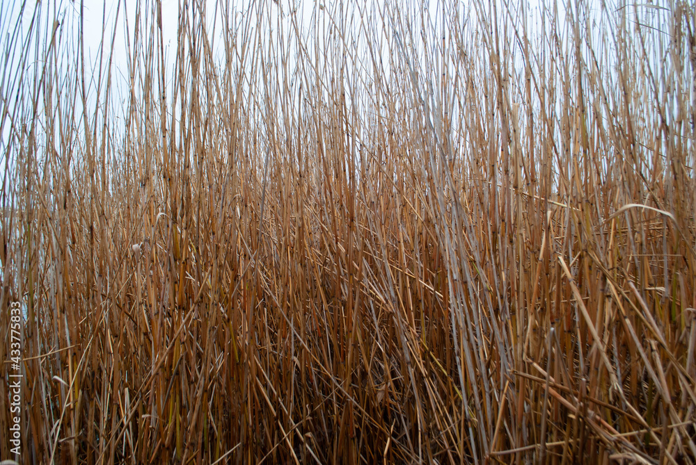 Fototapeta premium The image of yellow fluffy reeds swaying in the wind on a gloomy winter day. Bunch of reeds and wheat ears.