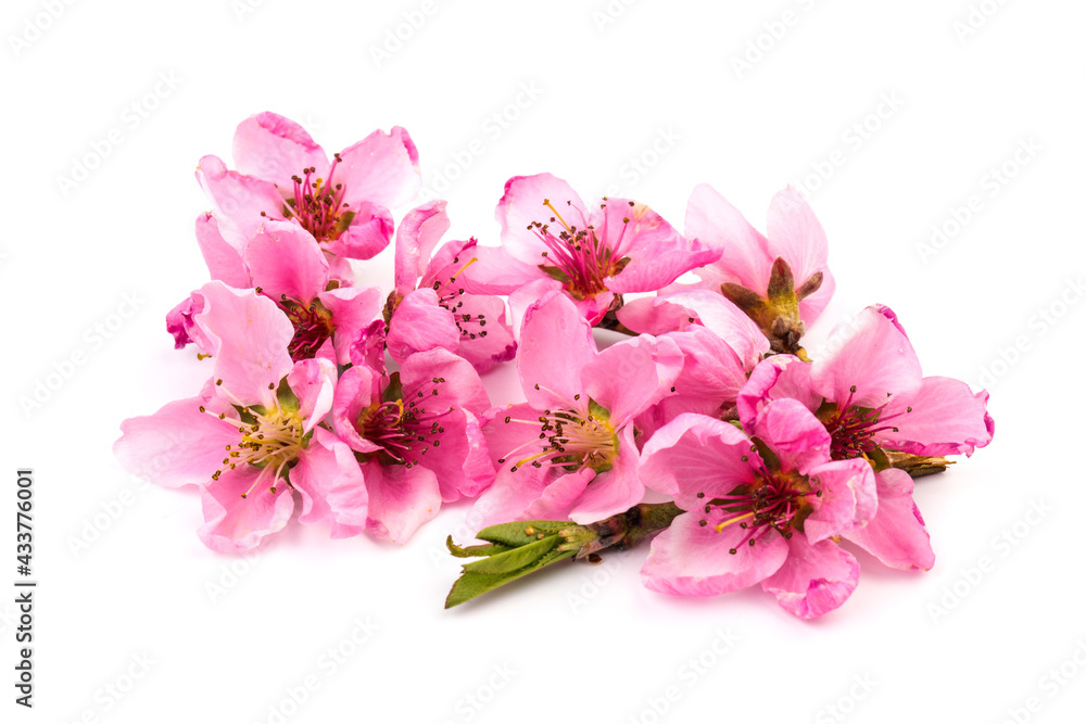 Naklejka premium Peach flowers, isolated on white background.
