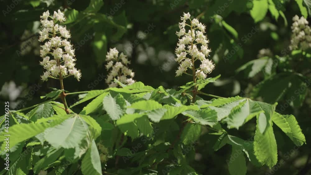 Horse chestnut tree blooming flowers detail on the wind during springtime Horse chestnut tree blooming flowers detail on the wind during springtime