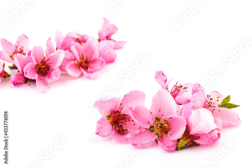 Peach flowers  isolated on white background.