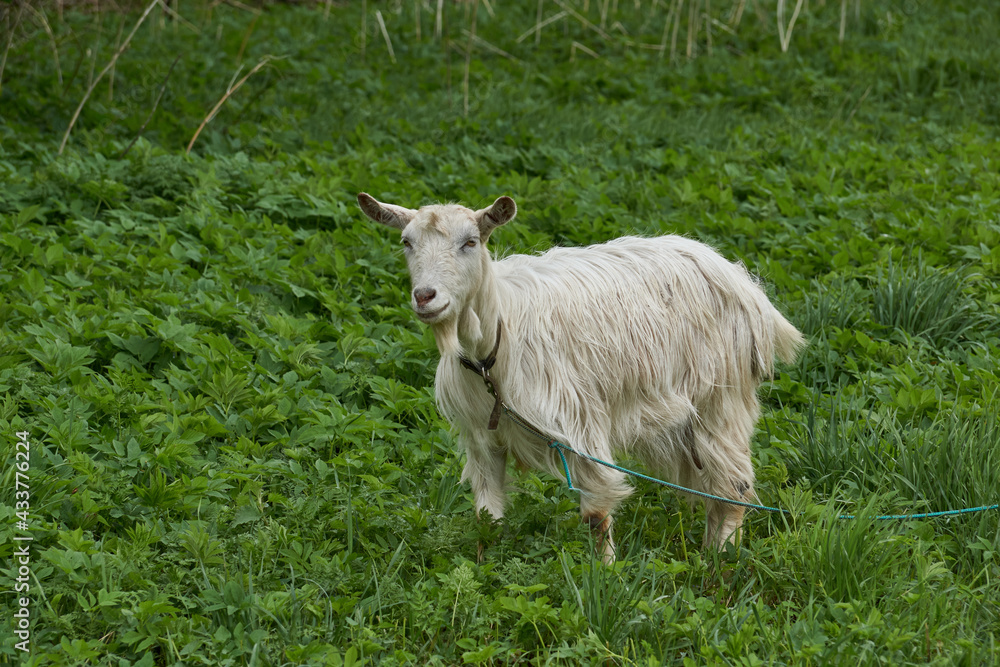 Spring. A goat grazes in a meadow on a warm May day. Spring. A goat grazes in a meadow on a warm May day.