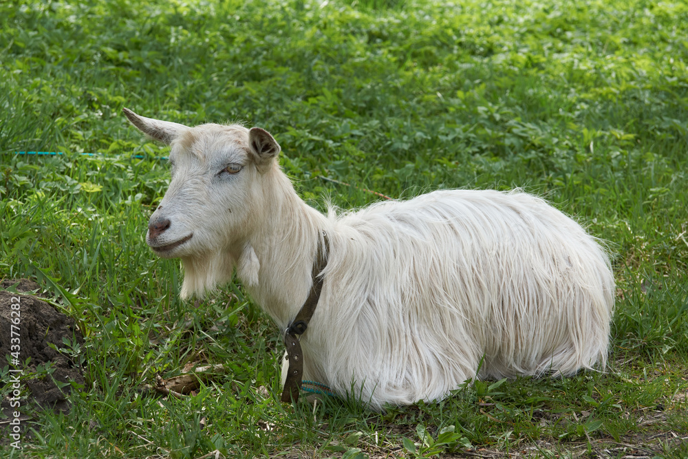Obraz premium Spring. A goat grazes in a meadow on a warm May day.