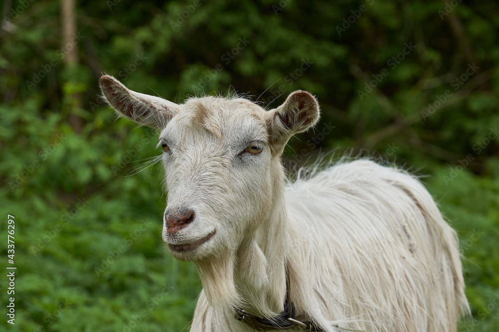 Spring. A goat grazes in a meadow on a warm May day.