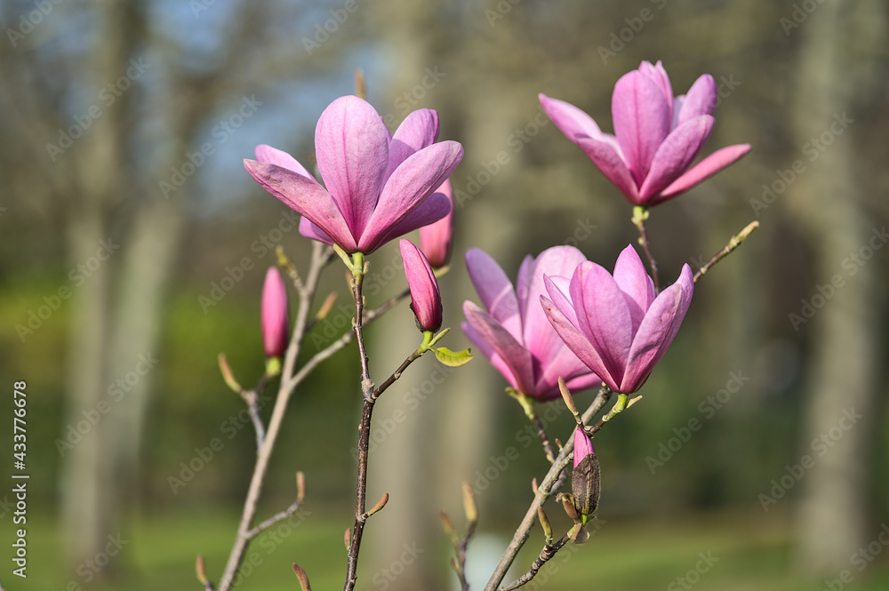 Obraz premium Beautiful closeup view of purple Chinese magnolia (Magnolia Liliiflora Nigra) tree blossoms blooming on university campus, Dublin, Ireland. Soft and selective focus. High resolution macro
