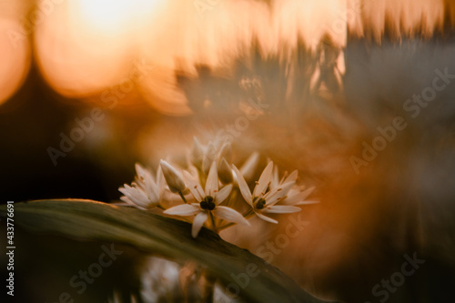 Beautiful macro close up of white wild garlic flowers with warm orange sunset light and dreamy magic bokeh background. Healthy and natural herbs in the wild wild forest. Nature outdoor plants