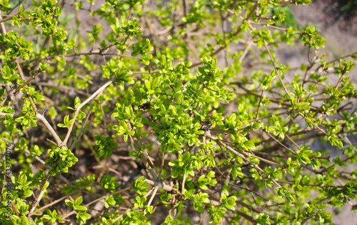 Lush green young foliage of the shrub in april morning. Top view. Greenery background.