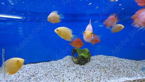 beautiful tropical freshwater aquarium with fishes. Freshwater aquarium tank with fishes