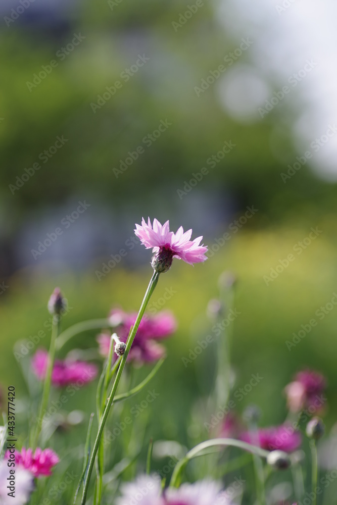矢車草 矢車草