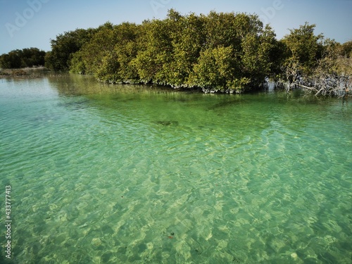 Crystal clear salt water and mangrove forest in Al Jubail Park, Abu Dhabi ,UAE.