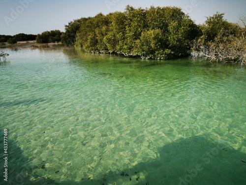 Spectacular view of al Jubail Mangrove park in Abudhabi,UAE.