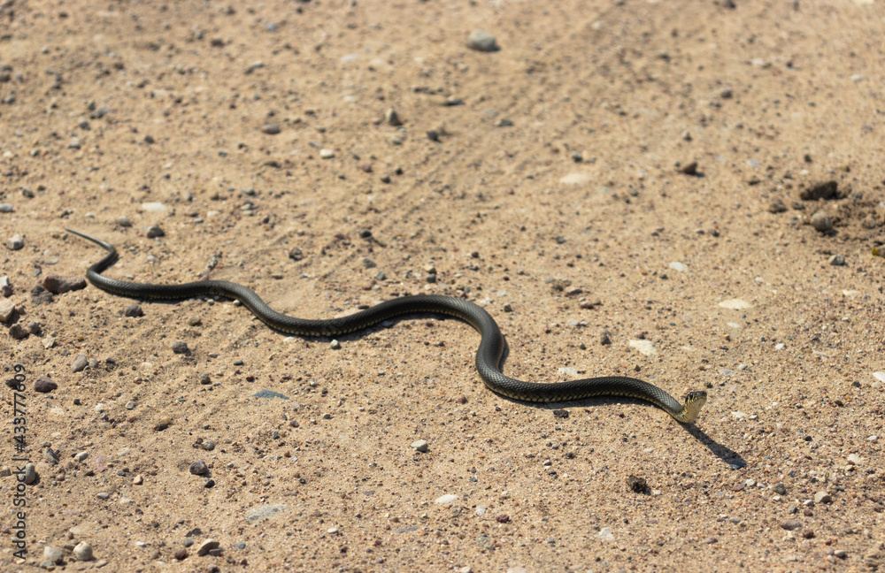a snake with yellow spots on its head crawls on the sand a snake with yellow spots on its head crawls on the sand