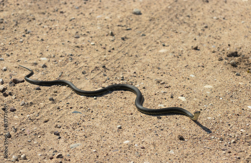 a snake with yellow spots on its head crawls on the sand