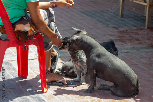 Perros en la calle alimentados por su dueña.